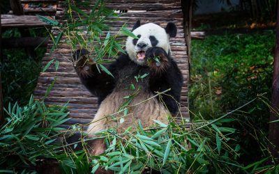Does Google Panda 4.0 mean the days of PR newswires are numbered? Google rolled out its latest Panda 4.0 algorithm update in May, which was again aimed at clamping down on sites with low-quality or thin content.